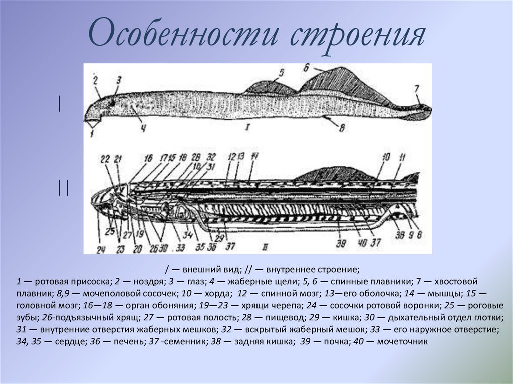 Спинной хрящ осетровых рыб используемый обычно как начинка для пирога