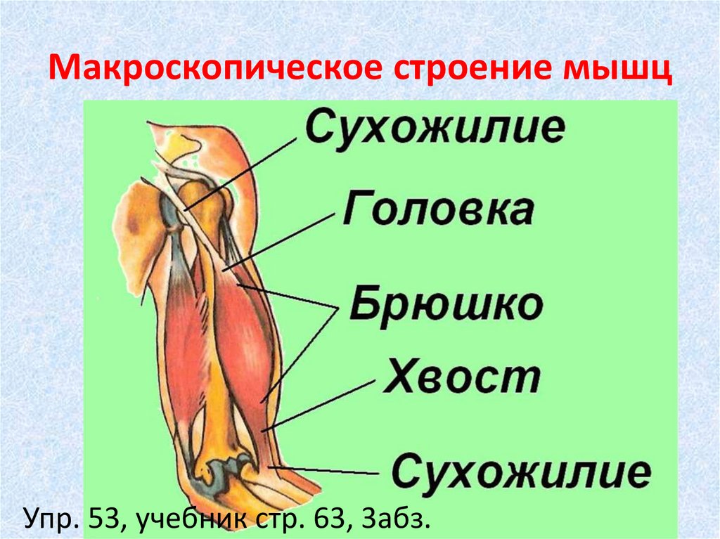 Схема сухожилий человека