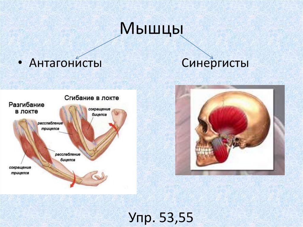 Строение мышечного чувства