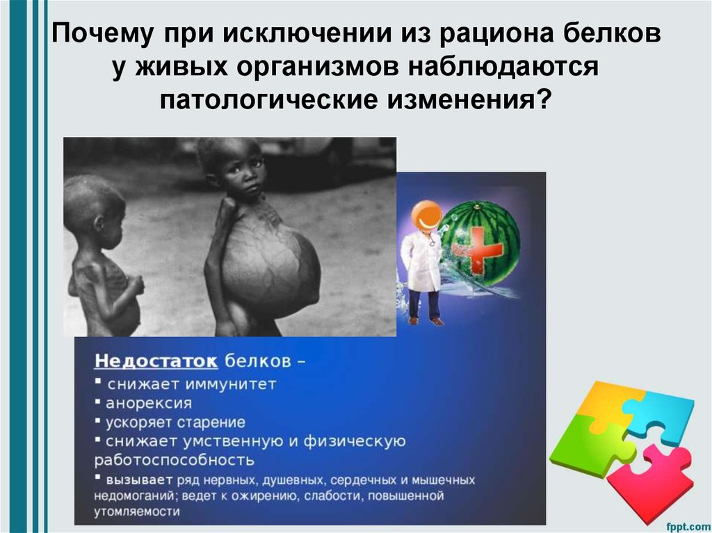 Почему при исключении из рациона белков у живых организмов наблюдаются патологические изменения?