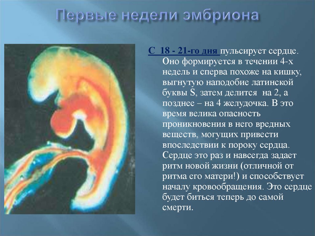 18 день после. Эмбрион 21 день как выглядит. Когда формируется сердце у эмбриона.