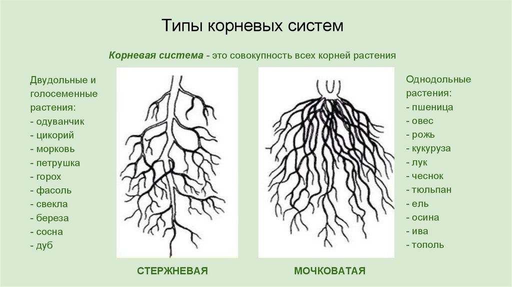 Какие существуют корни. Строение корневой системы тополя. Корневые системы растений рисунок. Строение корня тополя пирамидального. Корневая система тополя пирамидального схема.