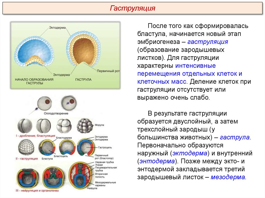 Процесс эмбриогенеза человека. Гаструляция образование зародышевых листков. Таблица этапы эмбрионального развития дробление гаструляция. Таблица «стадии эмбриогенеза» зародышевые листки. Эмбриогенез бластула гаструла нейрула.