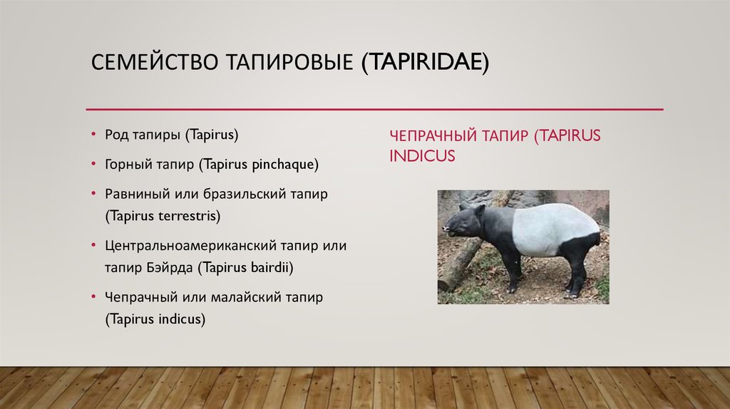 Презентация на тему тапир