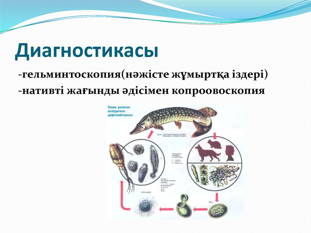 Диагностикасы