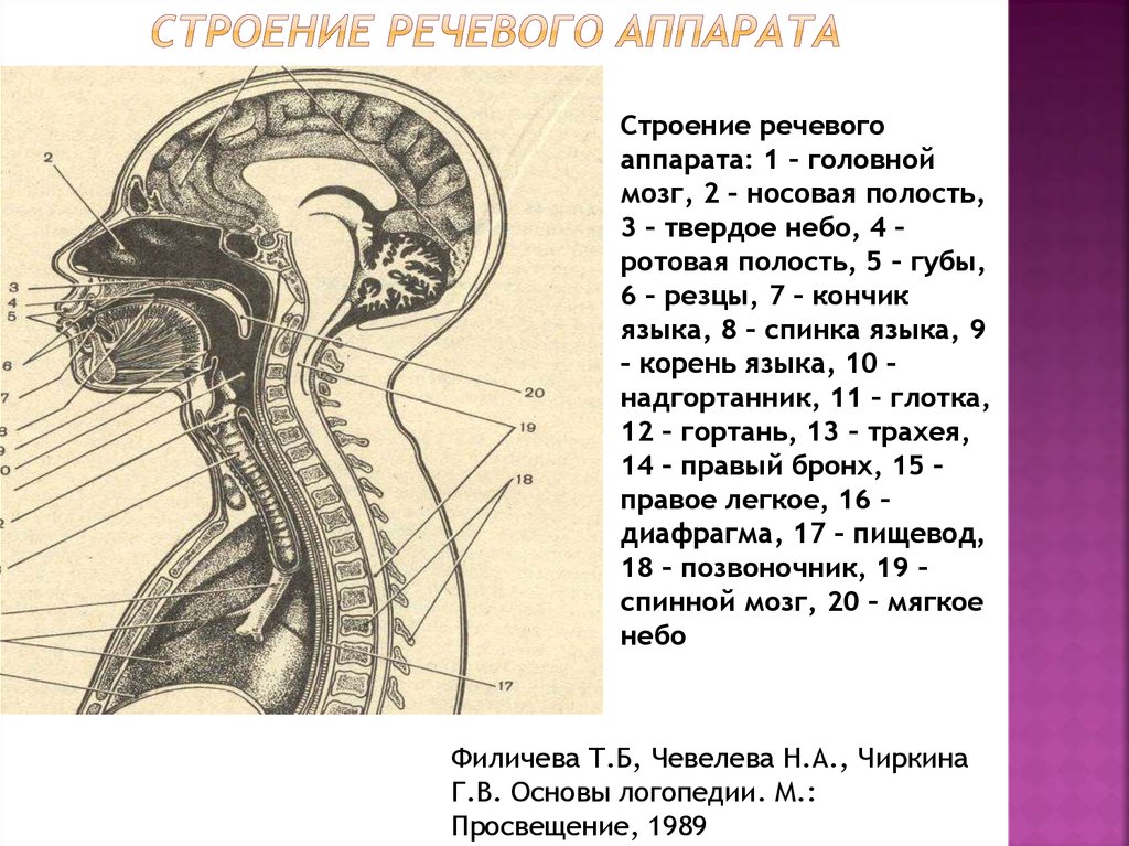 Центральный речевой аппарат картинки