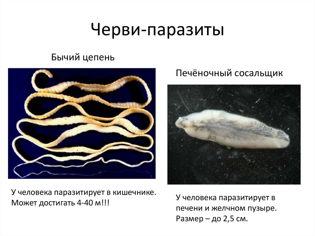 Наличие паразитов какой фактор. Паразитические черви бычий цепень. Ленточные черви белая аскарида. Тип плоские черви паразиты.