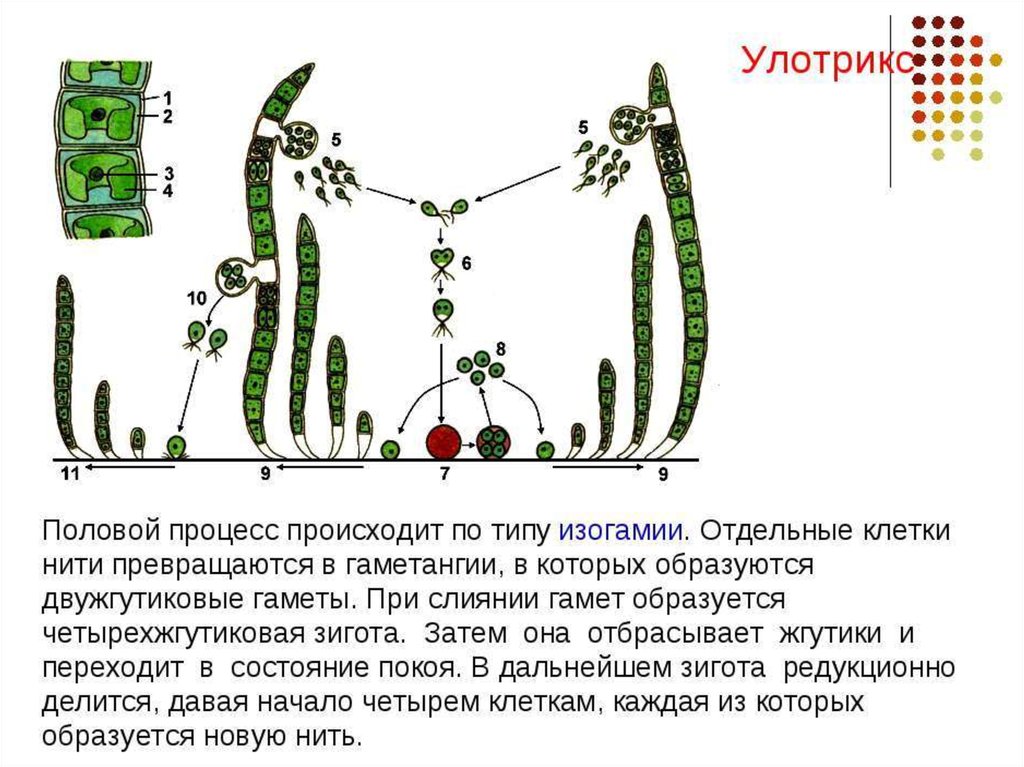 Способ размножение водоросль улотрикс. Улотрикс цикл размножения. Жизненный цикл водорослей улотрикса. Нитчатые зеленые водоросли улотрикс. Улотрикс 1 улотрикс 2 улотрикс 2 3 4 улотрикс 1 улотрикс.