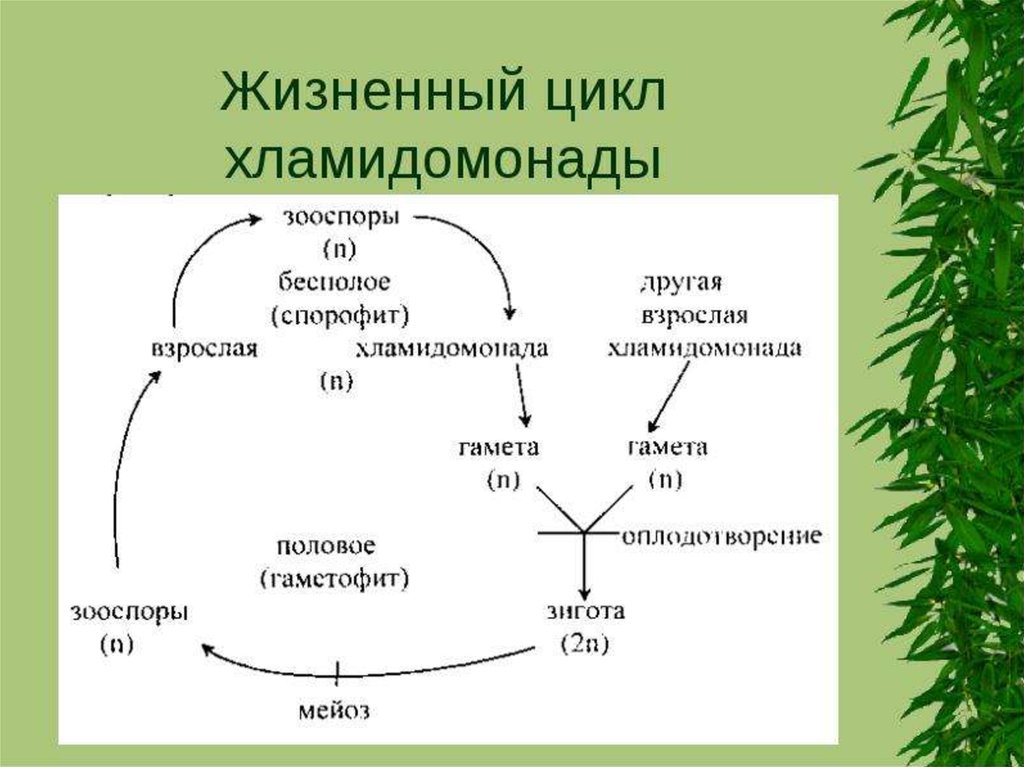 Стадии жизненного цикла зеленых водорослей. Жизненный цикл ламинарии схема. Жизненный цикл водорослей схема. Жизненный цикл хламидомонады схема. Жизненный цикл растений улотрикса.