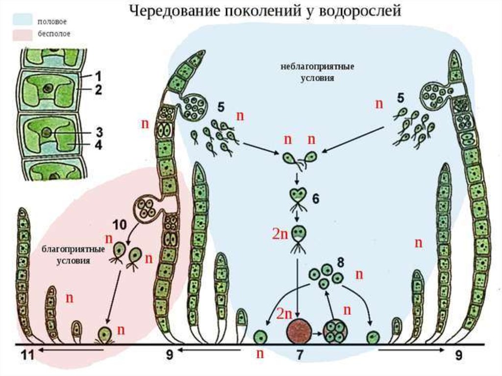 Рассмотрите схему отражающую развитие мира земли 1 зеленые водоросли красные водоросли