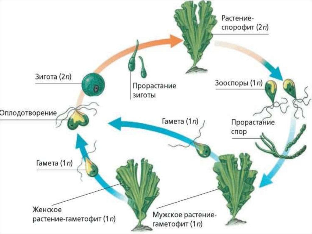 При делении жизненного цикла овощных растений онтогенез. Жизненный цикл водоросли ульвы схема. Ульва водоросль цикл развития. Схема жизненного цикла бурой водоросли. Жизненный цикл водорослей Ульва.