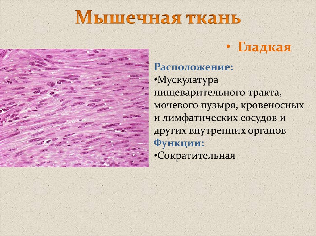 Паразитический образ жизни три слоя гладкой мускулатуры. Гладкая мышечная ткань строение и функции. Мышечная ткань функции гладкая ткань. Функции гладкой мышечной ткани гистология. Функции гладкой мышечной ткани у животных.