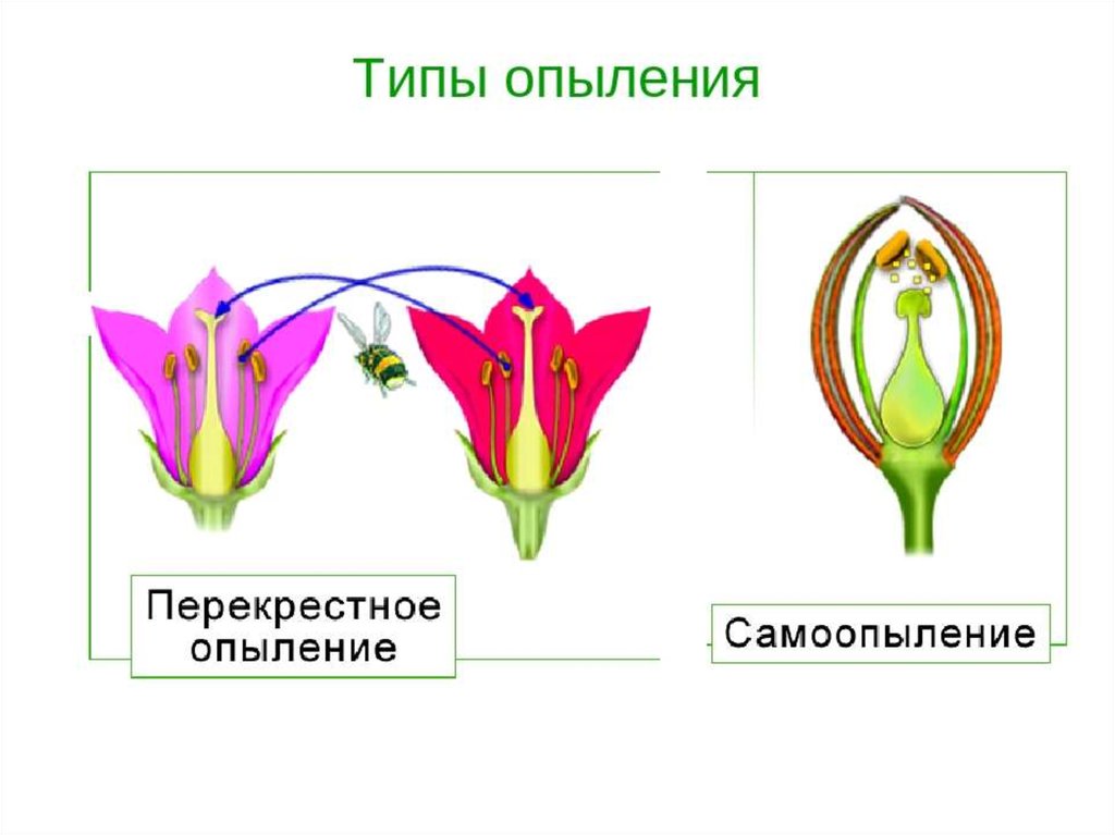 Эволюция цветка покрытосеменных. Схема самоопыления и перекрестного опыления. Органы покрытосеменных. Опыление покрытосеменных. Покрытосеменные самоопыление и перекрёстное опыление.