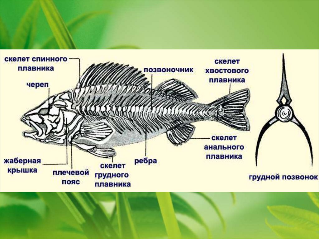 Функции отделов рыб. Строение скелета речного окуня. Хордовые костные рыбы строение. Опорно двигательная система система рыб. Осевой скелет костных рыб.