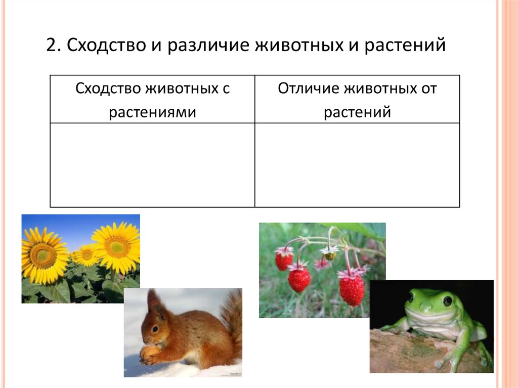 Чем животные отличаются от растений кратко. Сходства и различия животных и растений. Сходство растений и животных. Черты сходства и различия животных и растений. Сходства растений с животными.