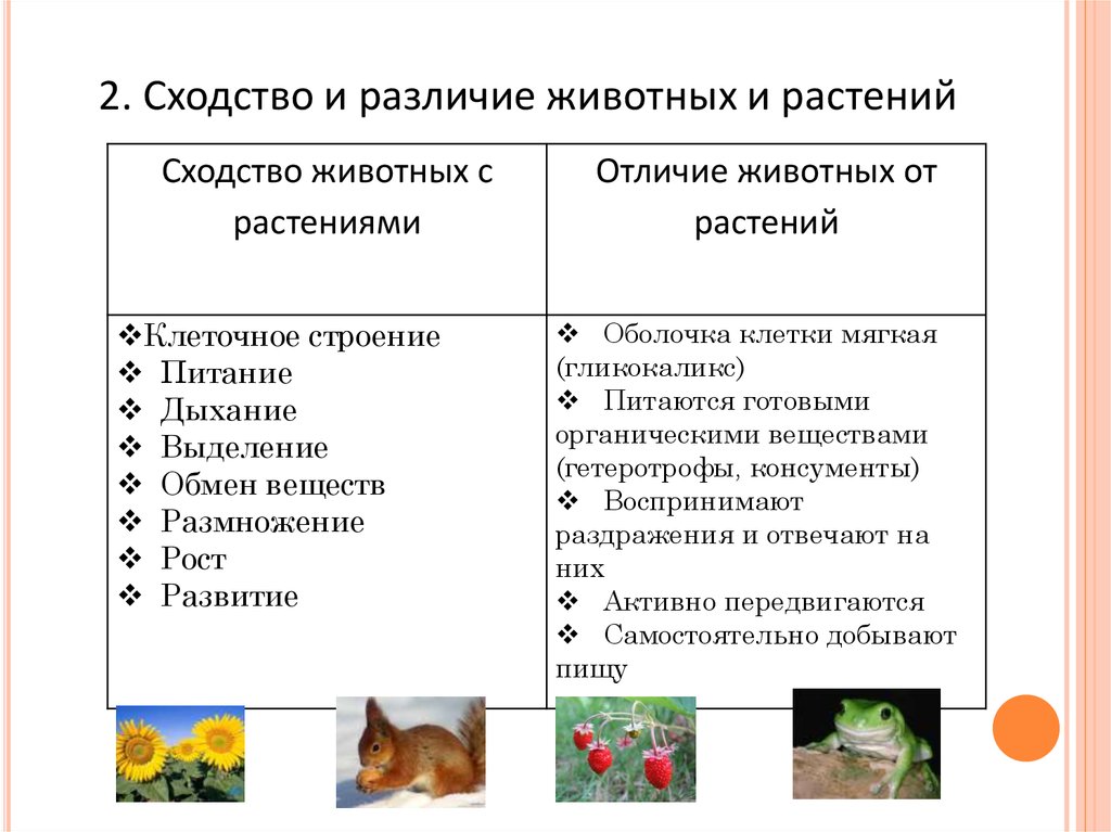 Сходства и различия растений