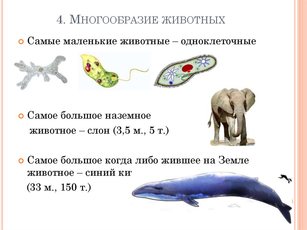 Зоология какая. Самые маленькие одноклеточные животные. Общие сведения о мире животных. Разнообразие животных 7 класс. Многообразие животных 7 класс биология.