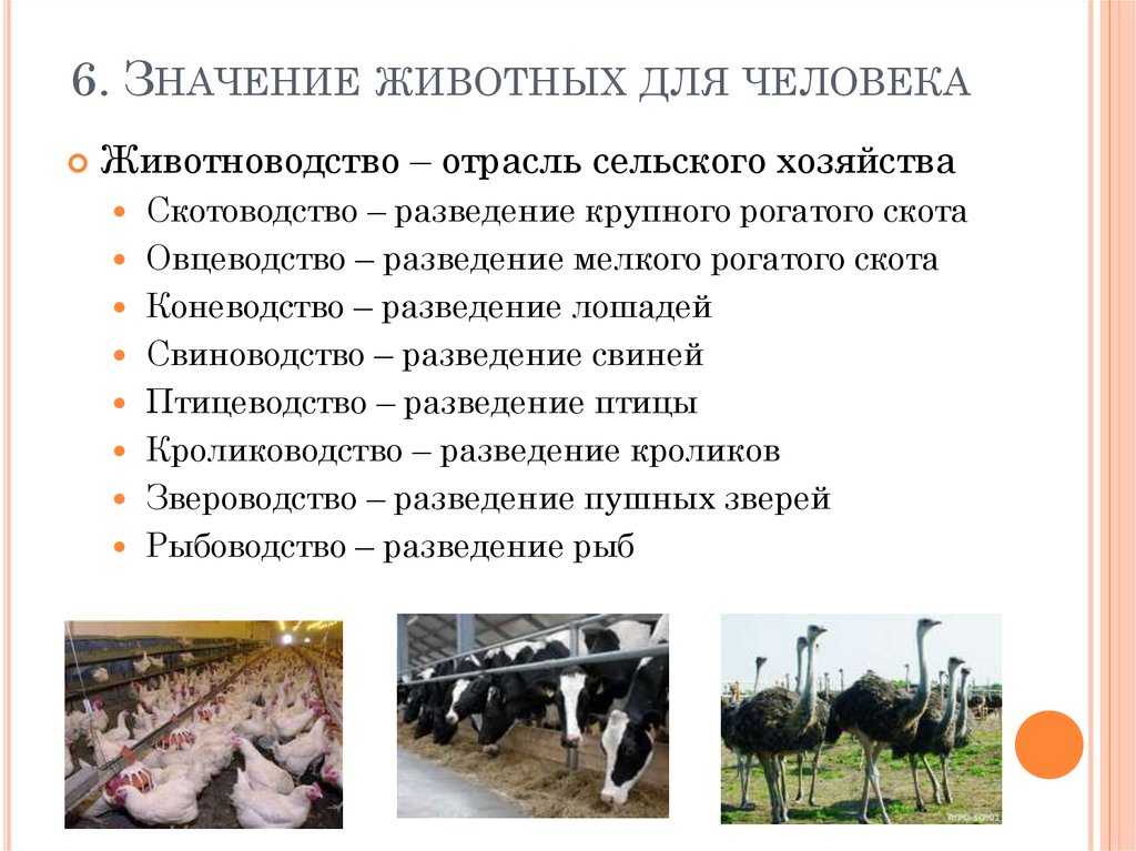 Для центральной россии характерно скотоводство. Отрасли животноводства. Животноводство отрасли животноводства. Отраслижовотноводства. Животноводство это отрасль сельского хозяйства.