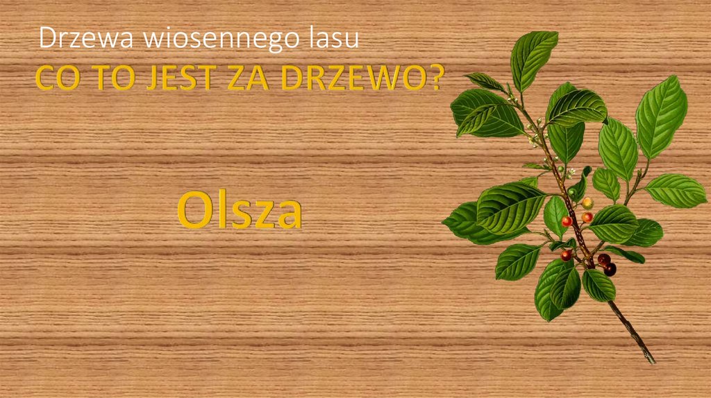 Drzewa wiosennego lasu