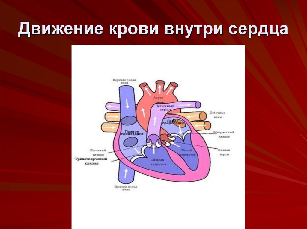 Печень движение крови. Дуиженик крови в сердце. Строение сердца движение крови. Движение крови внутри сердца. Направление движения крови по сердцу.