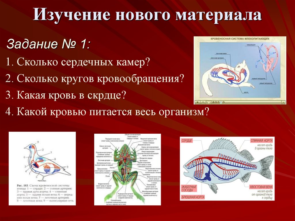 Органы кровообращения презентация. Движение крови в организме. Схема движения крови у рыб. Органы кровообращения животных рисунок ЕГЭ.
