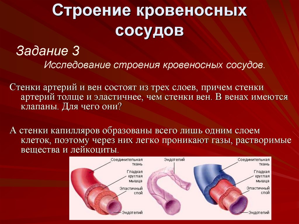 Презентация строение кровеносных сосудов