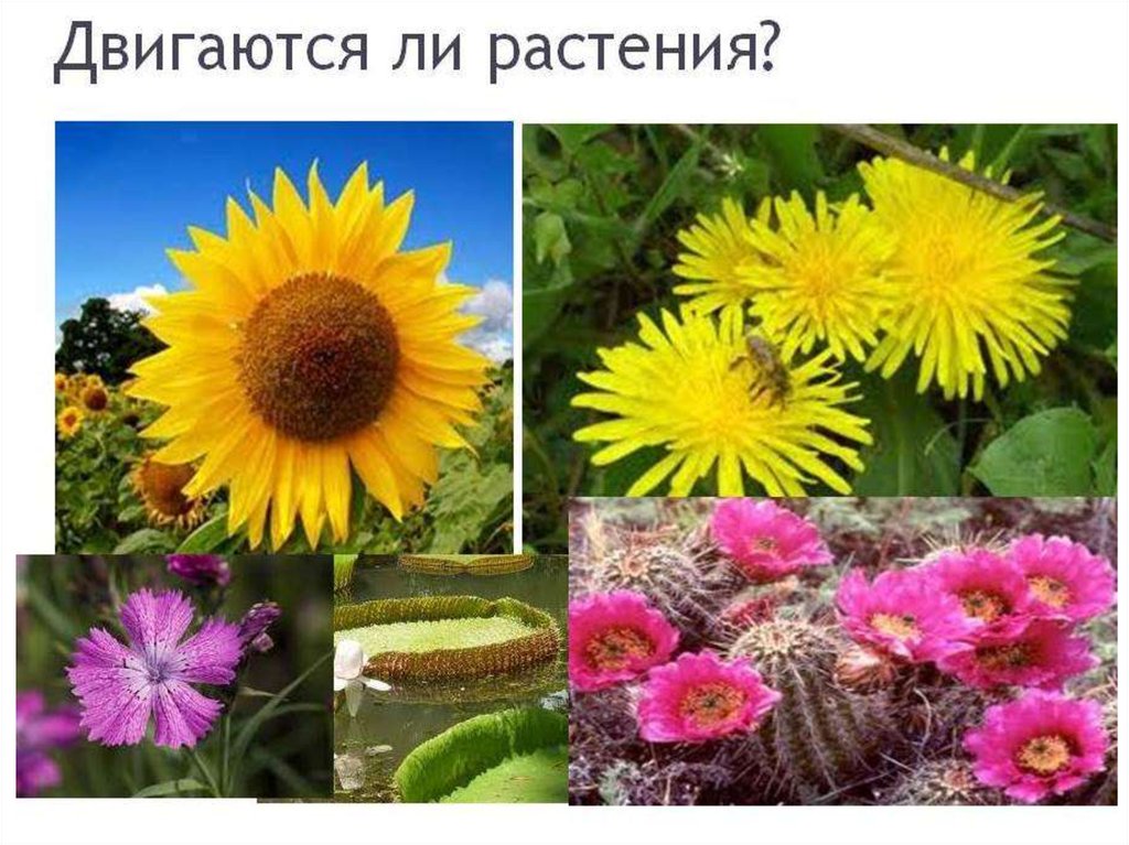 Движение растений фото