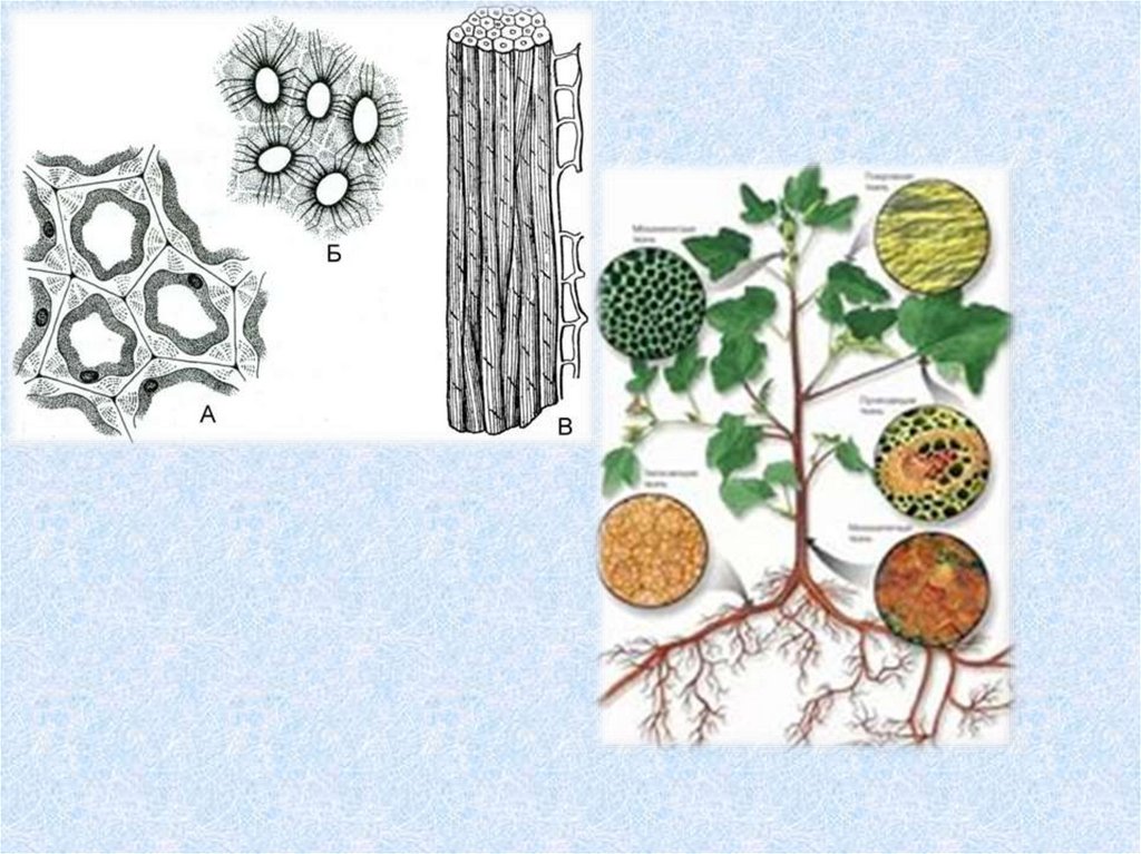 Опорные ткани растений. Механическая ткань растений 6 класс биология. Что такое ткани растений в биологии 6 класс механические ткани. Механическая ткань растений 5 класс биология. Механическая ткань.