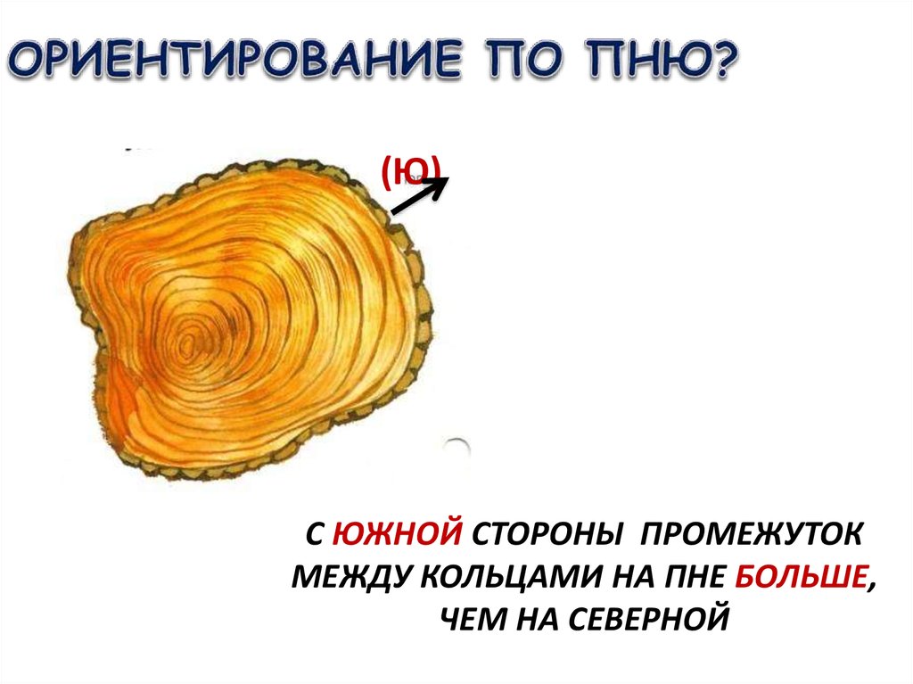 Ориентация по составу. Ориентирование по пню. Ориентирование по пню дерева. Ориентирование на местности по пню. Ориентирование по годовым кольцам.