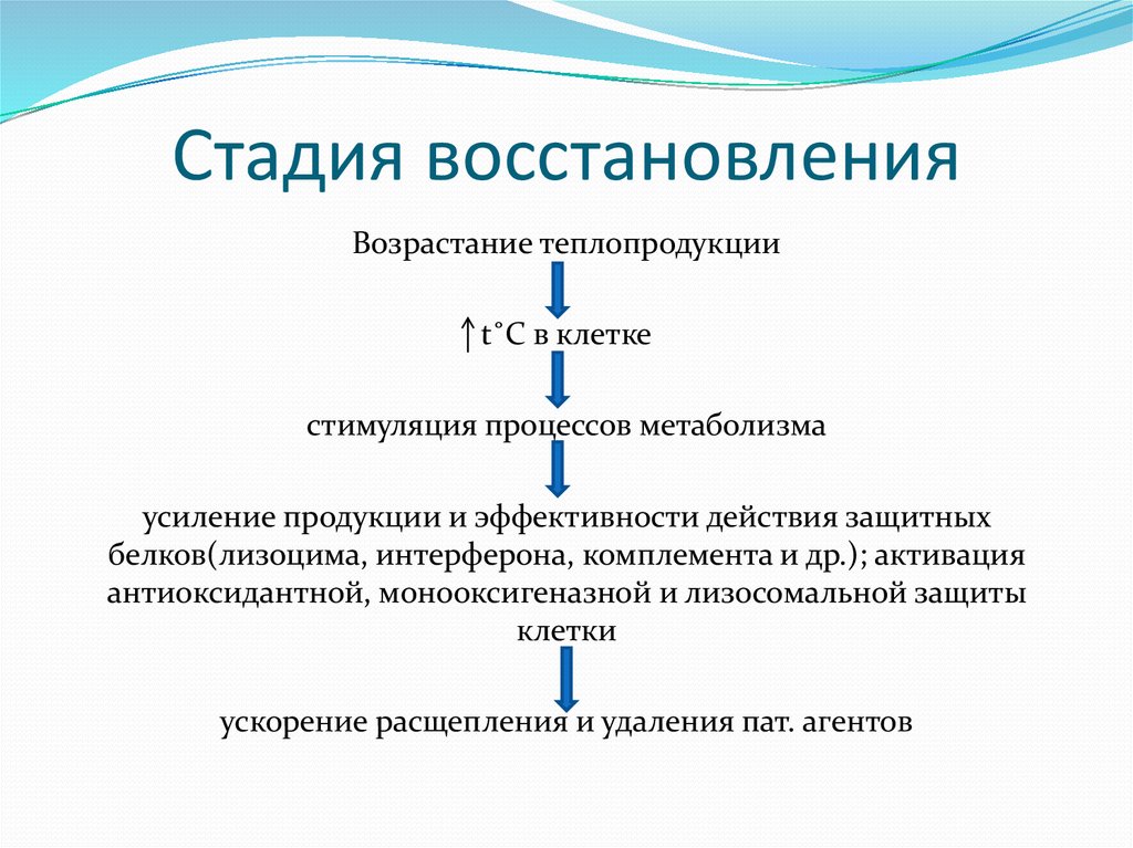 Процесс восстановления после. Стадия восстановления. Фазы регенерации этапы. Фазы восстановительного процесса. Этапы восстановления.