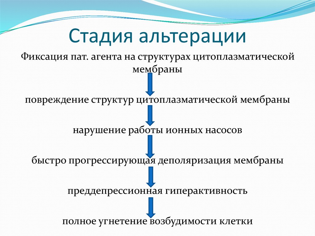 Стадии воспаления патология. Стадия альтерации. Процессы в фазе альтерации. Фазы воспалительного процесса альтерация экссудация пролиферация. Первая стадия альтерации.