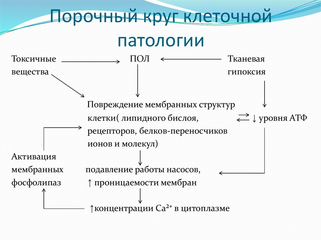 Порочный круг. Схема порочного круга. Порочный круг клеточной патологии. Порочный круг примеры. Порочный круг патогенеза.