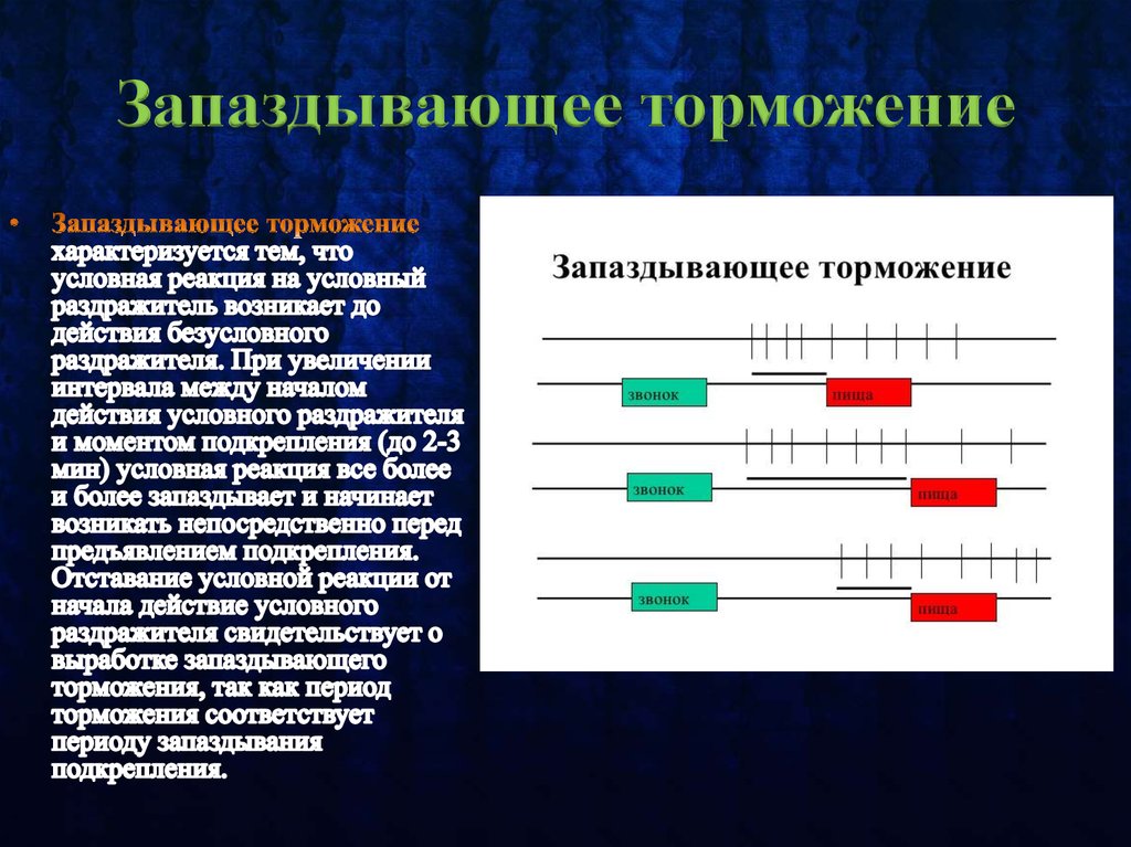 Угасательное торможение это. Запаздывающее торможение. Торможение запаздывания примеры. Пример запаздывающего торможения у человека. Запасдываеюший торможение.