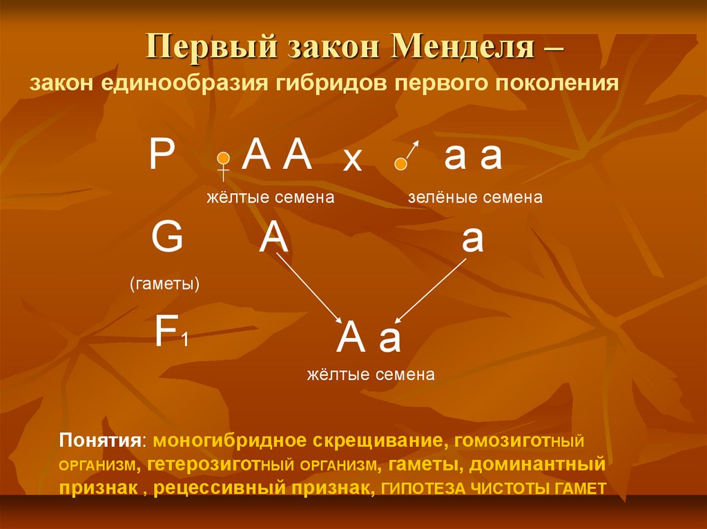 Правило единообразия гибридов первого поколения