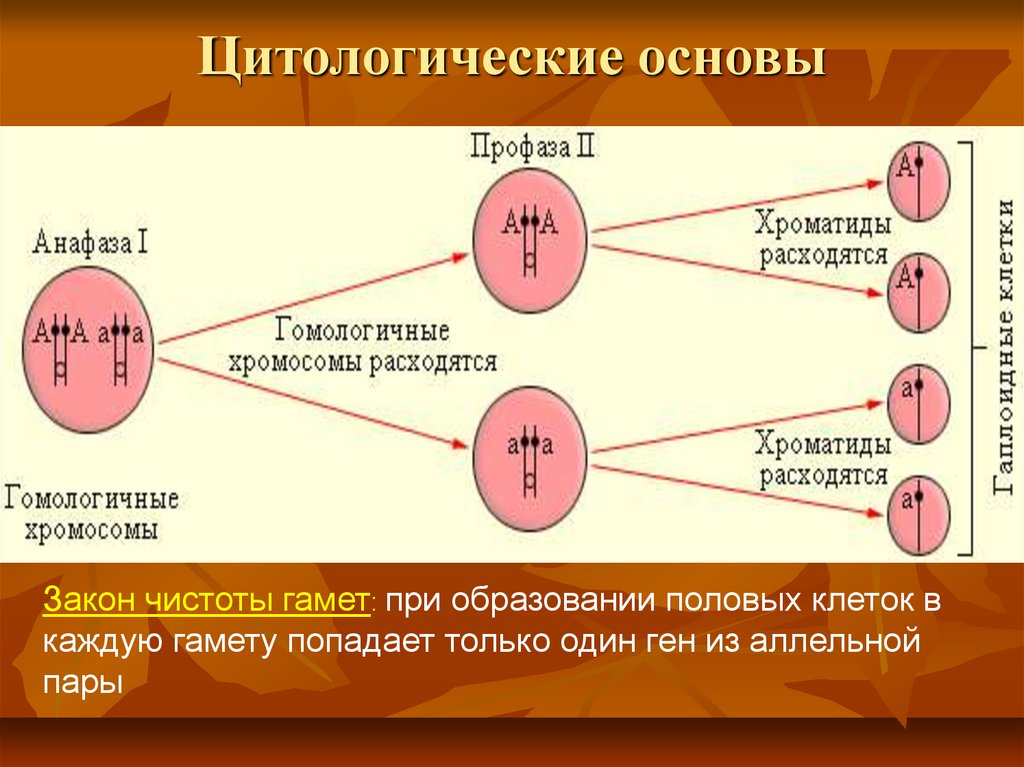 Закон частоты. Закон чистоты гамет. Цитологические основы:цитологические основы. Закон чистоты гамет цитологические основы. Правило чистоты гамет.