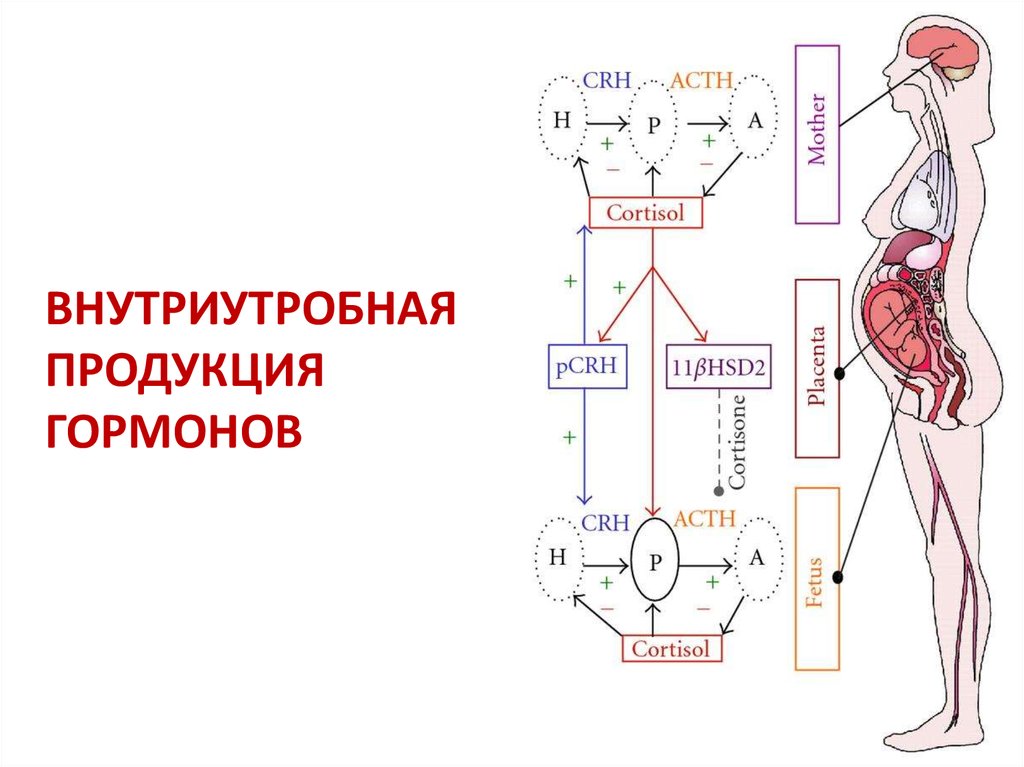 Чем работа эндокринной системы в плане осуществления процессов регуляции отличается от нервной