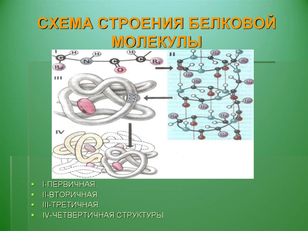 Структуры белков первичная вторичная третичная четвертичная