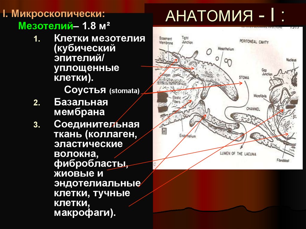 Анатомия 2 курс