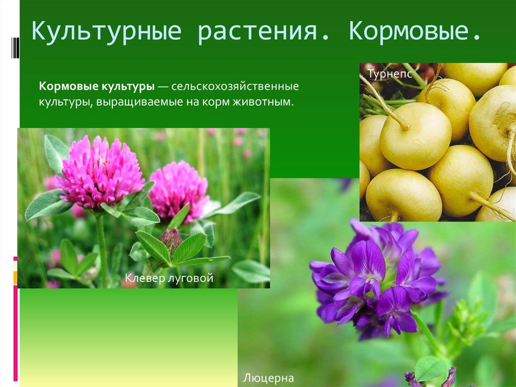 Какие растения выращивают в московской области. Кормовые растения. Кормовые культуры растений. Кормовые культурные растения. Цветы кормовые культуры.