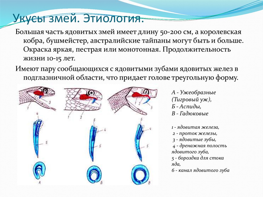 Рисунок укусы змей