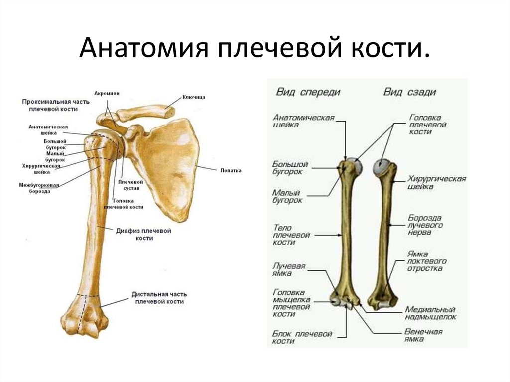 Плечевая кость латынь. Плечевая кость строение анатомия. Плечевая кость анатомическая шейка. Плечевая кость анатомия Сапин. Строение головки плечевой кости.