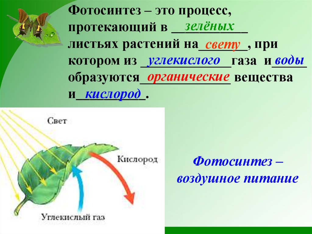 Значение фотосинтеза в природе биология 6 класс