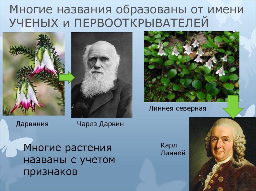 Как ученые называют 1 человека. Растения названные в честь ученых. Ученые с растениями.