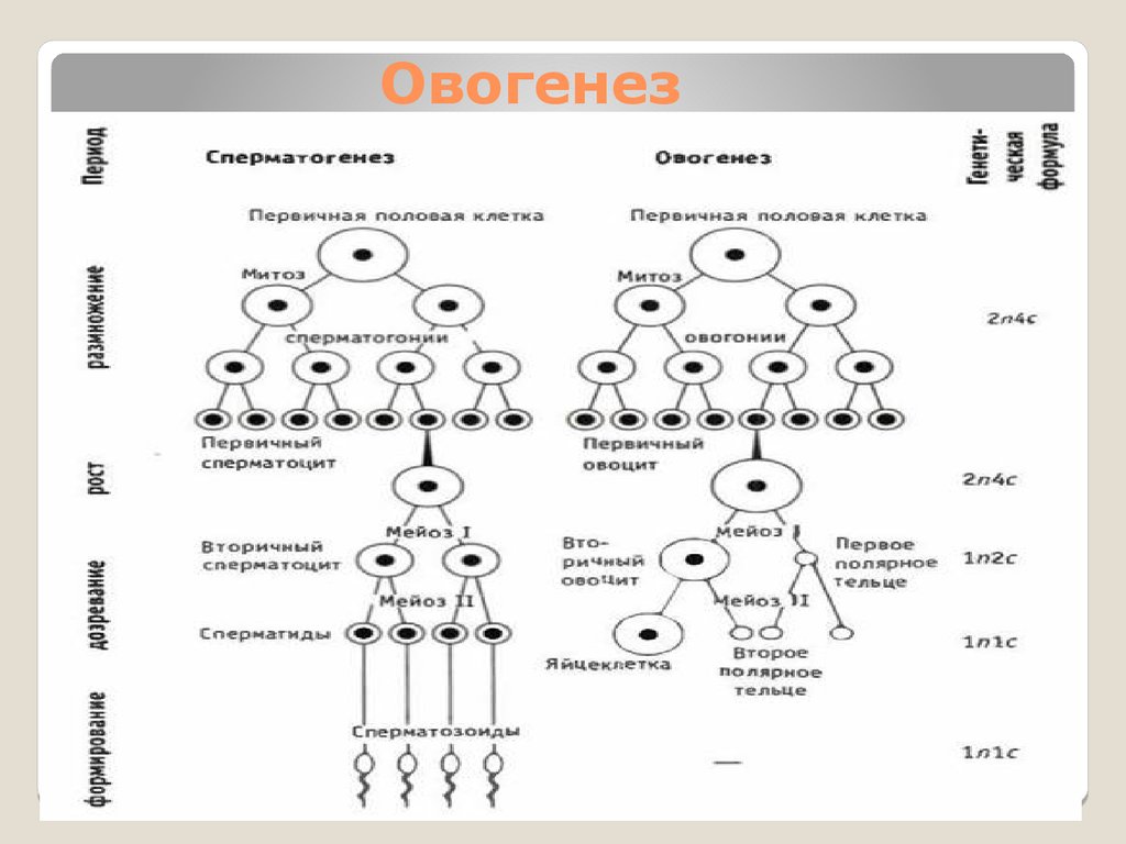 Овогенез схема и набор хромосом