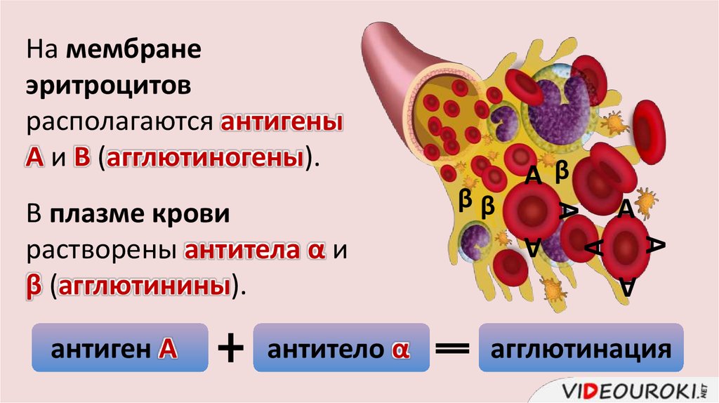 Группа крови клетки. Переливание крови группы крови биология 8 класс. Группы крови эритроциты. Антигены эритроцитов. Тканевая совместимость и переливание крови.