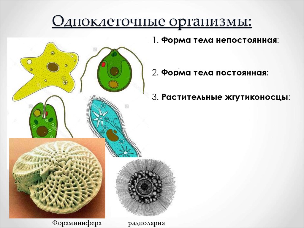 Одноклеточные организмы: