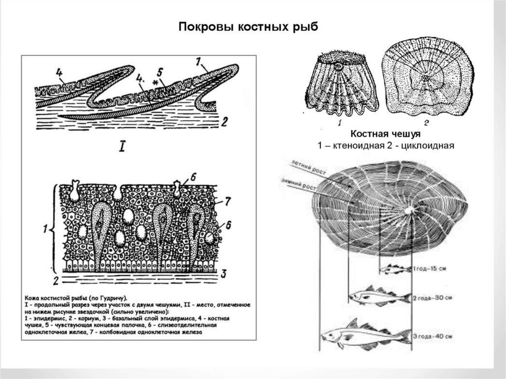 Тело костных рыб