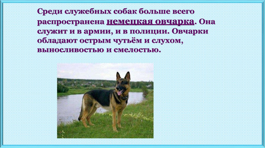 Собаки презентация 2 класс окружающий мир. В У вас служебная собака вы ей служите.