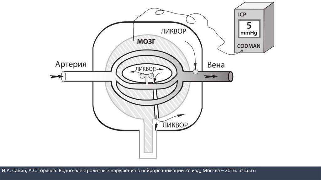 Кфу нейроанатомия