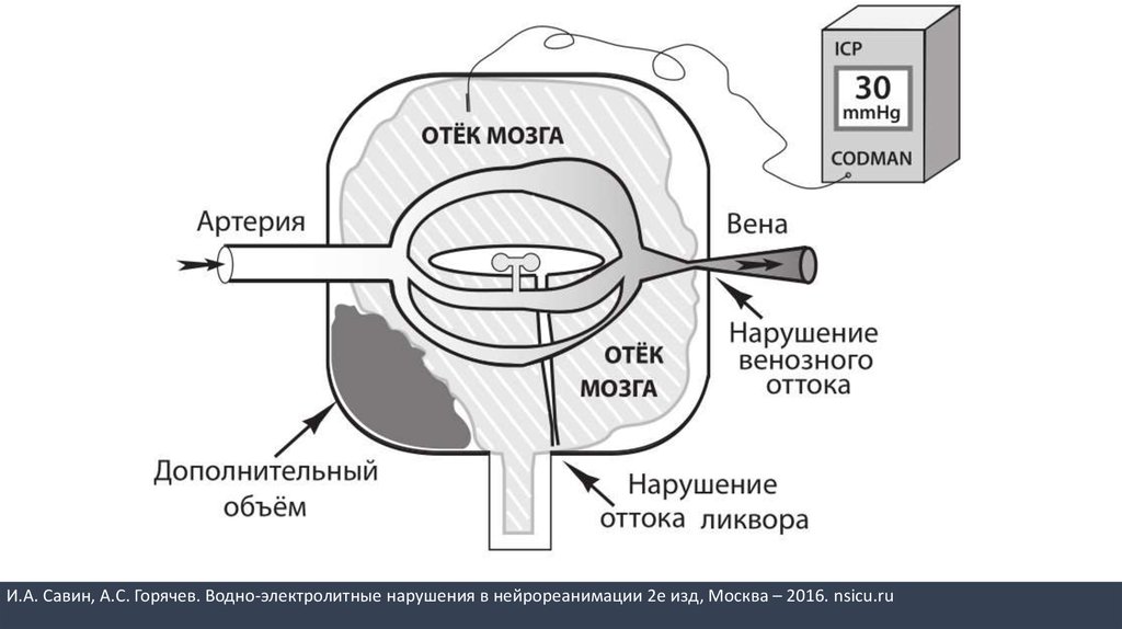 Кфу нейроанатомия